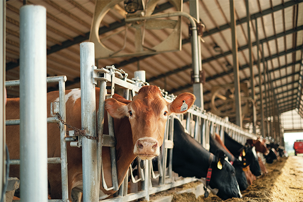 تأثير خليط العلف المتجانس على إنتاج الحليب واللحوم